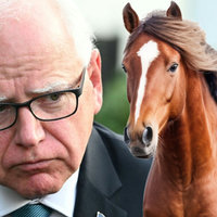 Tim Walz Horse